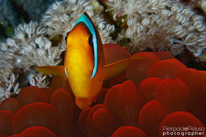 Tiran Island Snorkeling Experience by Yacht Sharm El Sheikh - Lunch on Board: Simple, Included, and Actually Useful