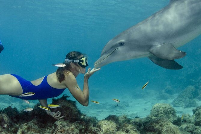 Tour and Swimming at the Dolphin House in Hurghada - Key highlights you can plan around