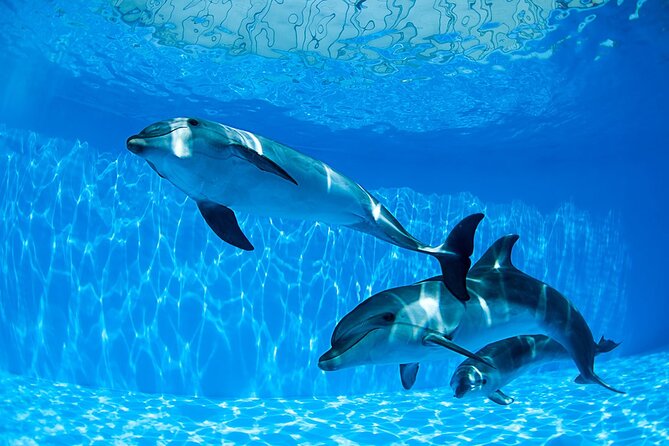 Tour and Swimming at the Dolphin House in Hurghada - Dolphin House feels different because it targets real time with dolphins