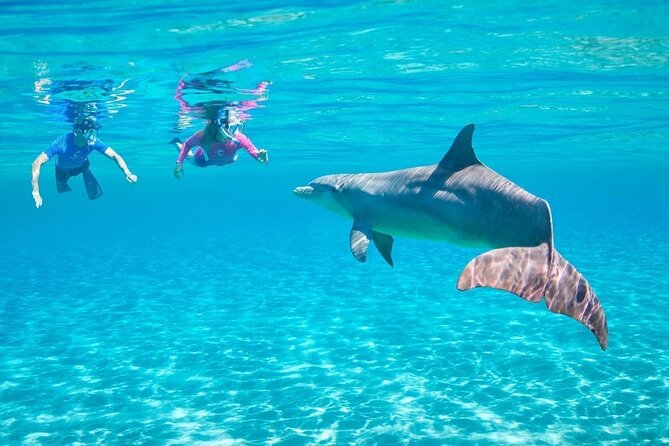 Tour and Swimming at the Dolphin House in Hurghada - Swimming with Indodolphins: the 95% promise and how to think about it
