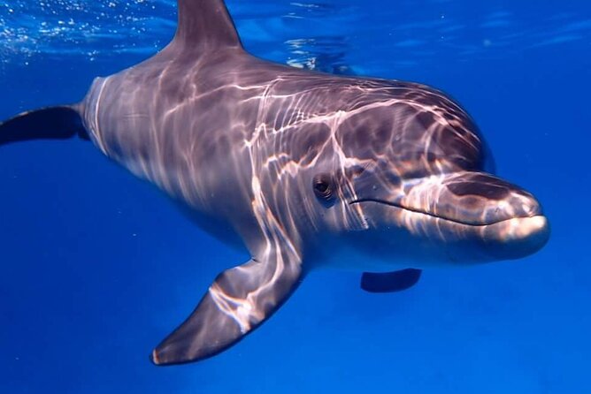 Tour and Swimming at the Dolphin House in Hurghada - Lunch, drinks, and small comforts that make a long boat day work