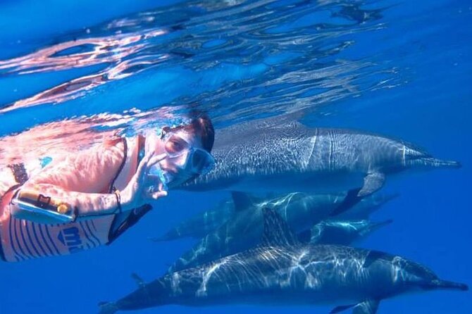 Tour and Swimming at the Dolphin House in Hurghada - Why Youssef Shaban keeps showing up in the good moments