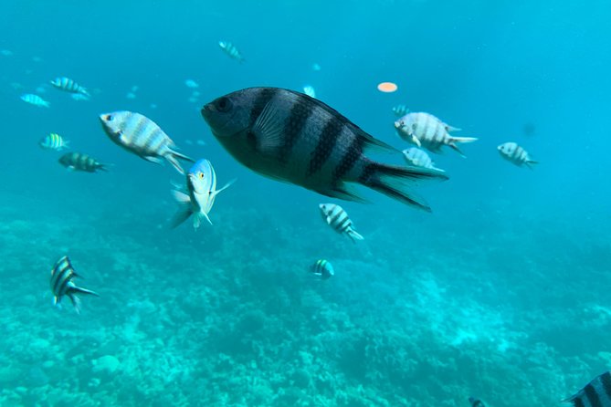 Trip on a glass bottom boat from Hurghada - Glass-Bottom Views From Hurghada’s New Harbor