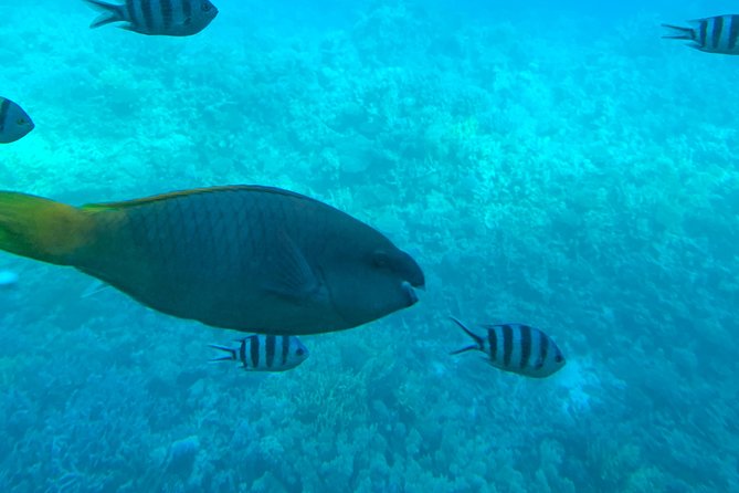 Trip on a glass bottom boat from Hurghada - Underwater Windows: What You’ll See Below the Keel