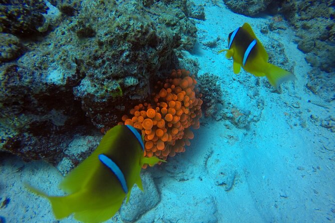 Try Scuba Diving Experience for Beginners in Hurghada - Two Underwater Sessions on Hurghada’s Coral Reefs