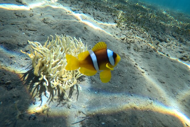 Try Scuba Diving Experience for Beginners in Hurghada - Lunch on the Boat: Fuel Between Your Sessions