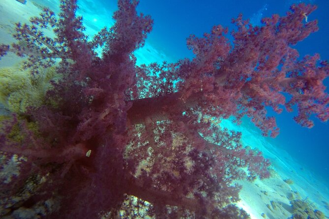 Try Scuba Diving Experience for Beginners in Hurghada - Who This Try Scuba Experience Fits Best