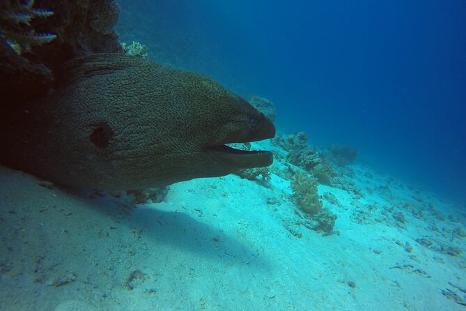 Try Scuba Diving Experience for Beginners in Hurghada - Gear Fitting and the Calm First Steps