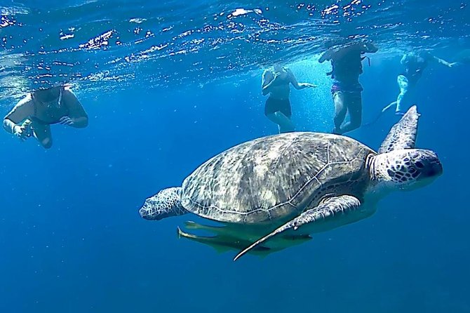 Turtles Bay, Swimming with Turtles Hurghada & Marsa ALam - Coral, reef fish, and how the guide improves your viewing