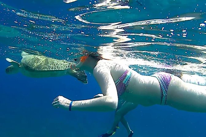 Turtles Bay, Swimming with Turtles Hurghada & Marsa ALam - Price and value: why $112.96 can make sense here