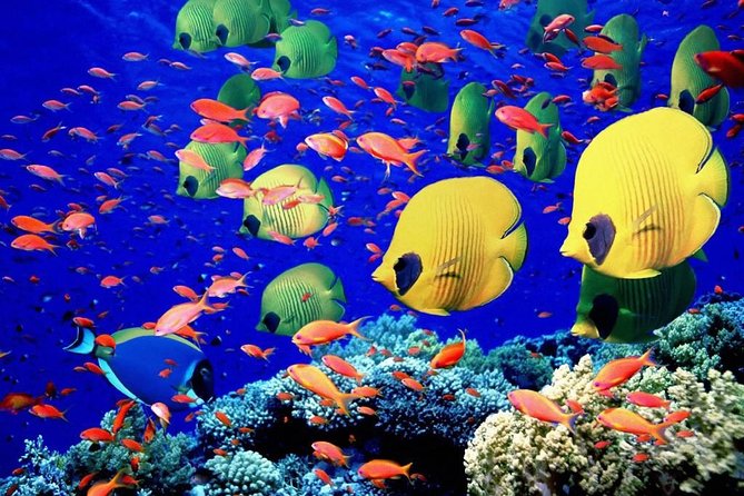 Unforgettable Submarine Trip with Snorkeling from Hurghada - A Semi-Submarine Taste of the Red Sea off Hurghada
