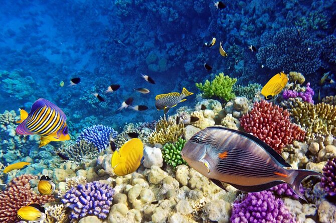 Unforgettable Submarine Trip with Snorkeling from Hurghada - How the 3-Hour Schedule Actually Works