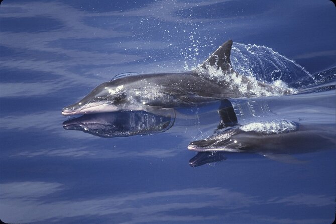 ViP Full Day Swimming With Dolphin Sea Trip With Lunch - Hurghada - Dolphin House: why this Red Sea trip stays on your radar