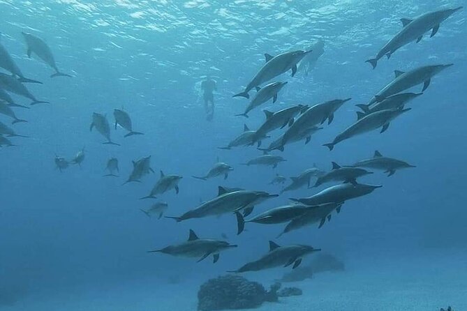 ViP Full Day Swimming With Dolphin Sea Trip With Lunch - Hurghada - Lunch onboard: simple, but strategically timed
