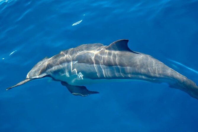 ViP Full Day Swimming With Dolphin Sea Trip With Lunch - Hurghada - Weather and sea conditions: your biggest variable