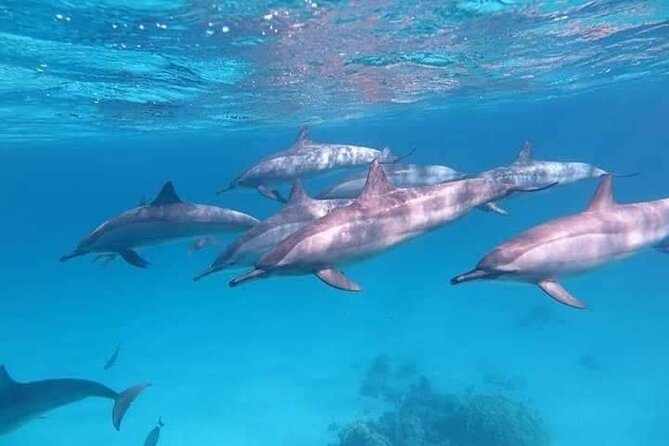 ViP Full Day Swimming With Dolphin Sea Trip With Lunch - Hurghada - Snorkeling setup and reef time: what you’re really buying