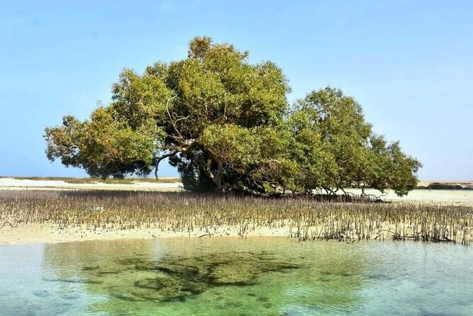 Wady Elgemal National Park Marsa alam - Driving South: Hankurab Beach (Sharm El Lulli) and Your First Snorkel